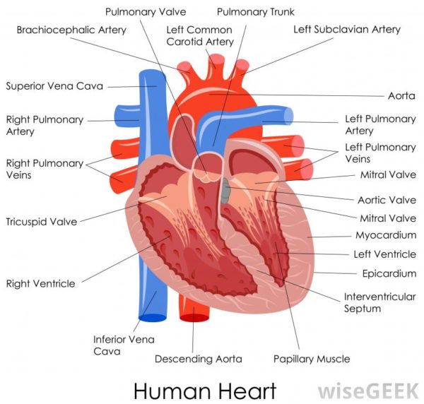 What is a stent graft - Stent Graft Spraying - Cheersonic